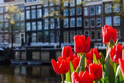 Canal Flowers Bright red tulips bloom beside traditional canal houses in Amsterdam during spring.