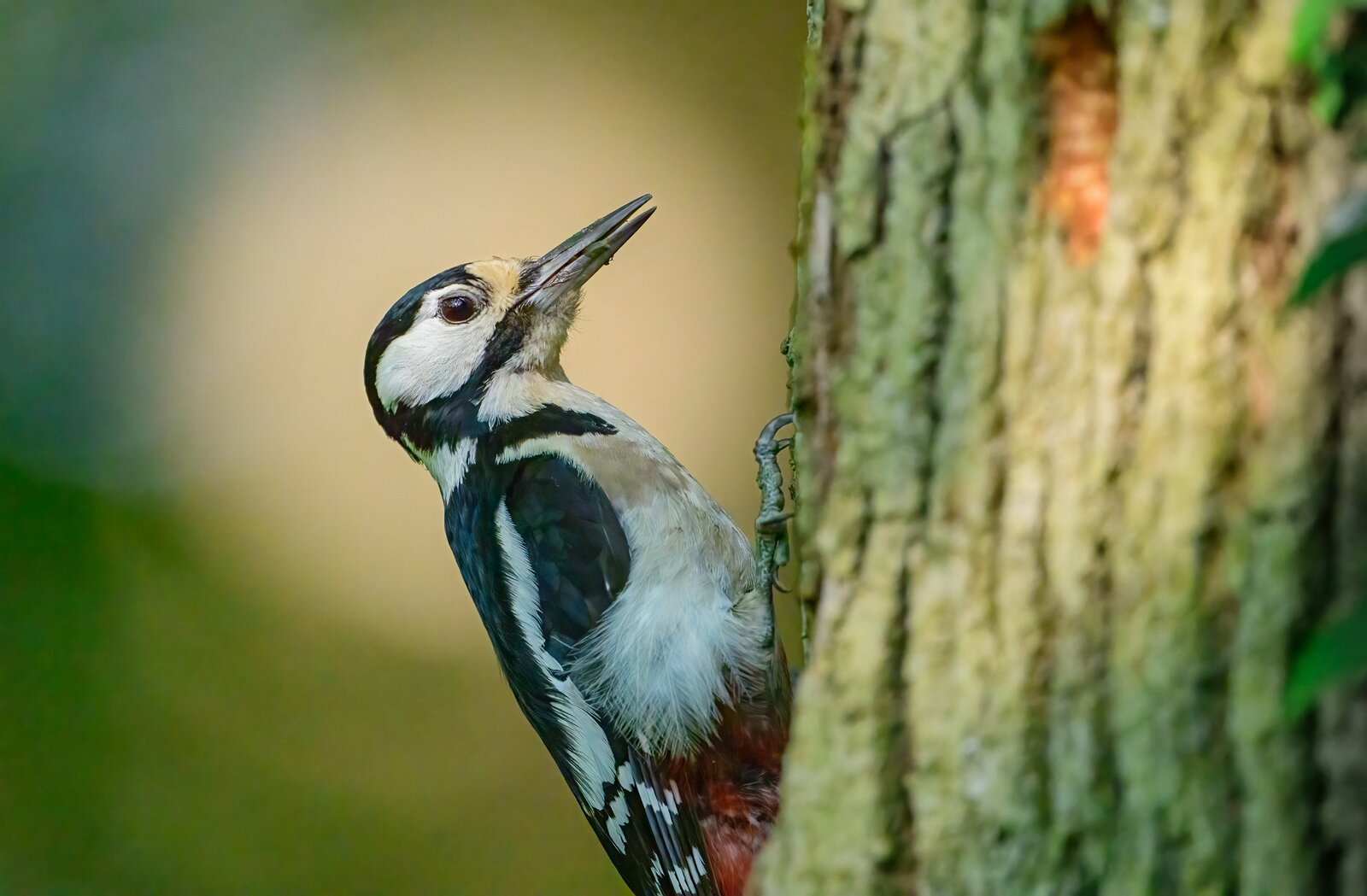 Forest Tapper Great spotted woodpecker clinging to a tree trunk in profile.