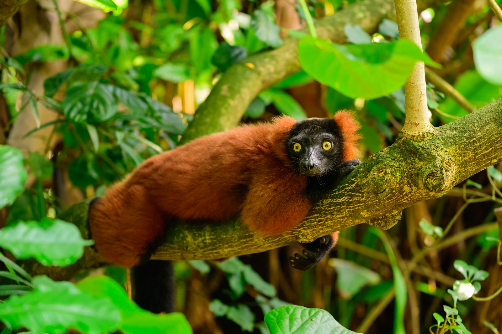 Forest Watcher Red ruffed lemur lying on a branch with wide, alert eyes.