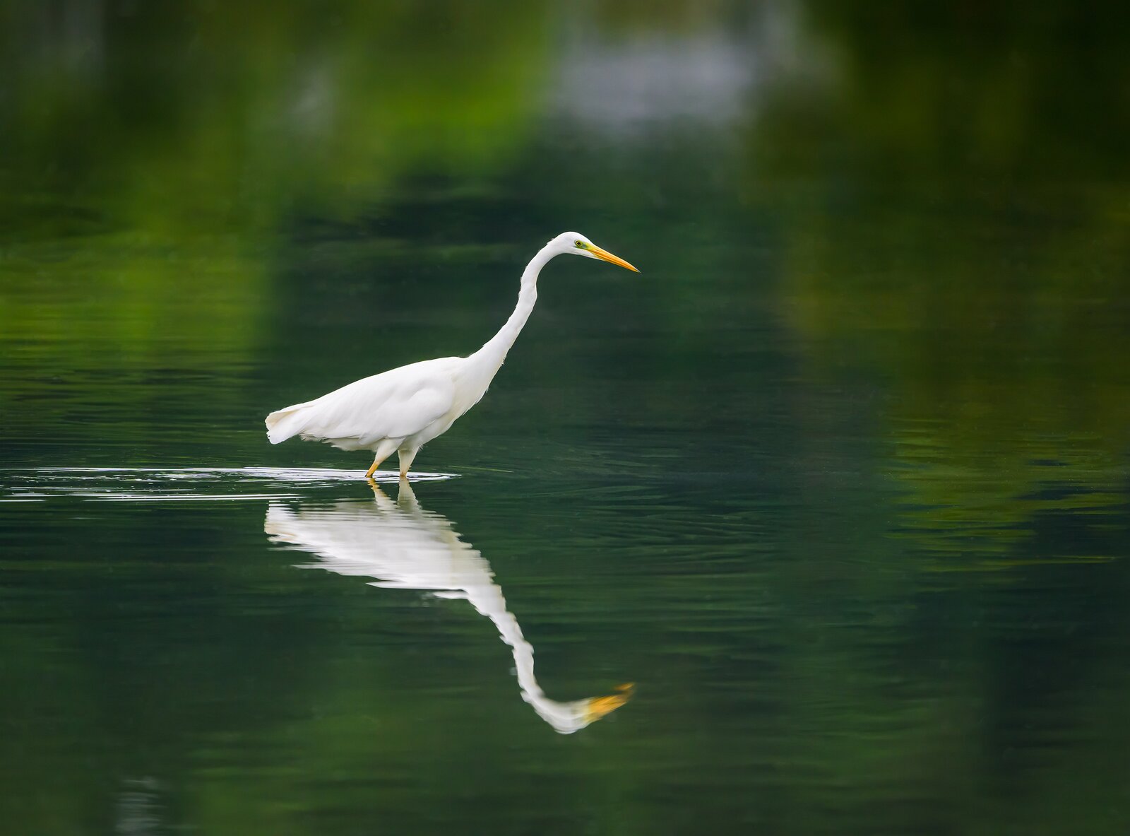 Water Walker Great egret walking through still water with its reflection visible.