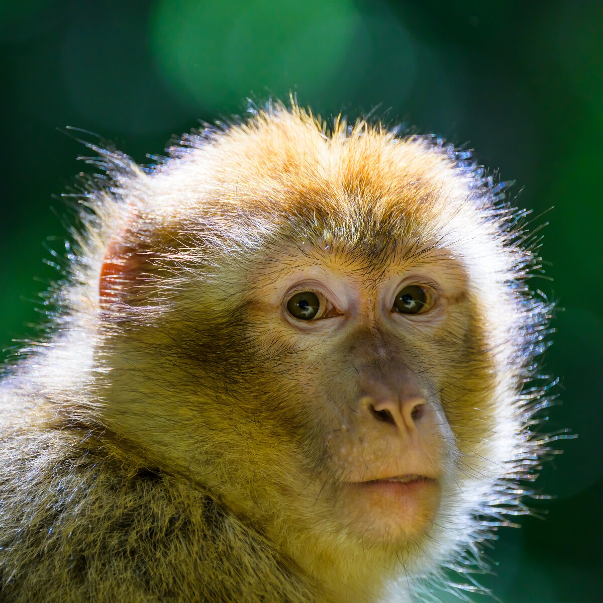 Thoughtful Gaze Close-up of a Barbary macaque looking directly into the camera.