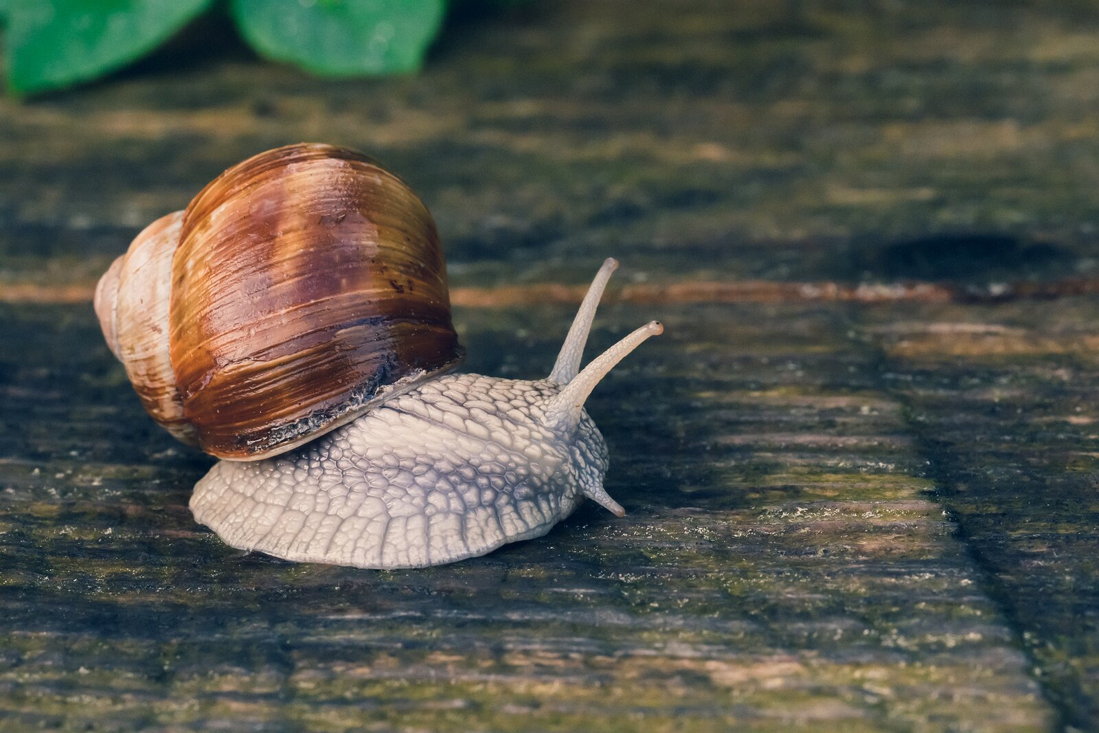Spiral Traveler Roman snail slowly moving across a damp wooden surface.