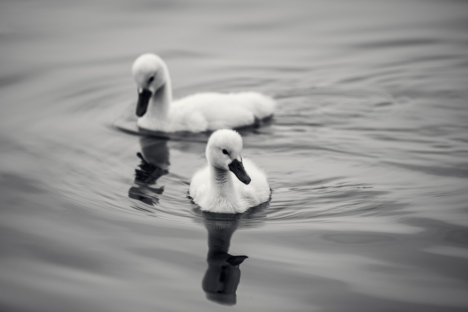 Fluffy Pair Two cygnets float side by side on calm water, with reflections visible.