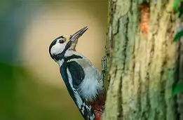 Forest Tapper Great spotted woodpecker clinging to a tree trunk in profile.