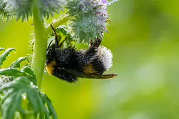 Morning Chill Bumblebee covered in morning dew clings to a fuzzy flower.