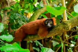 Forest Watcher Red ruffed lemur lying on a branch with wide, alert eyes.