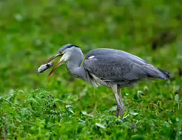 Prey Captured Grey heron stands on grass with a mouse grasped in its beak.
