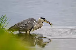 Swift Strike Grey heron stands in water close to grass holding a newt in its beak.