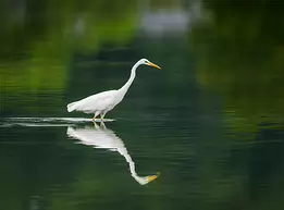 Water Walker Great egret walking through still water with its reflection visible.