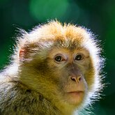 Thoughtful Gaze Close-up of a Barbary macaque looking directly into the camera.