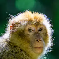 Thoughtful Gaze Close-up of a Barbary macaque looking directly into the camera.