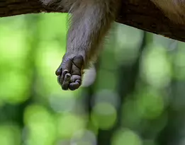 Relaxed Grasp Close-up of a monkey's hand loosely hanging from a branch with soft green bokeh in the background.