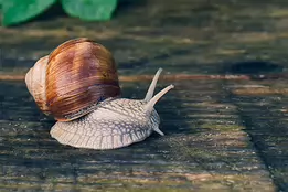 Spiral Traveler Roman snail slowly moving across a damp wooden surface.