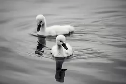Fluffy Pair Two cygnets float side by side on calm water, with reflections visible.