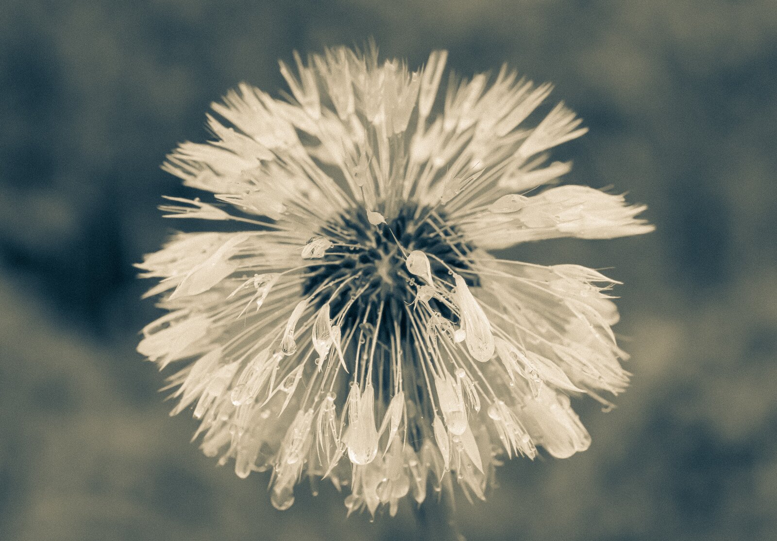 Rain-kissed Puff Close-up of a dandelion seed head drenched in raindrops.