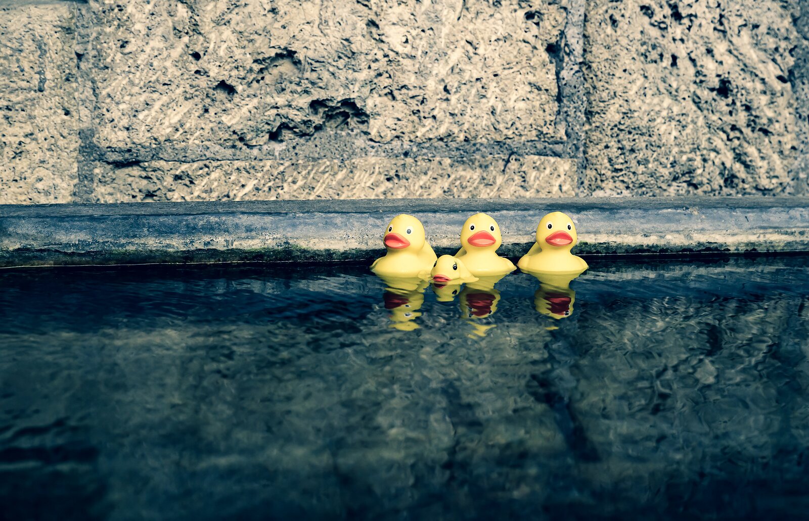 Plastic Harmony Four yellow rubber ducks float in a row near the edge of a stone pool.