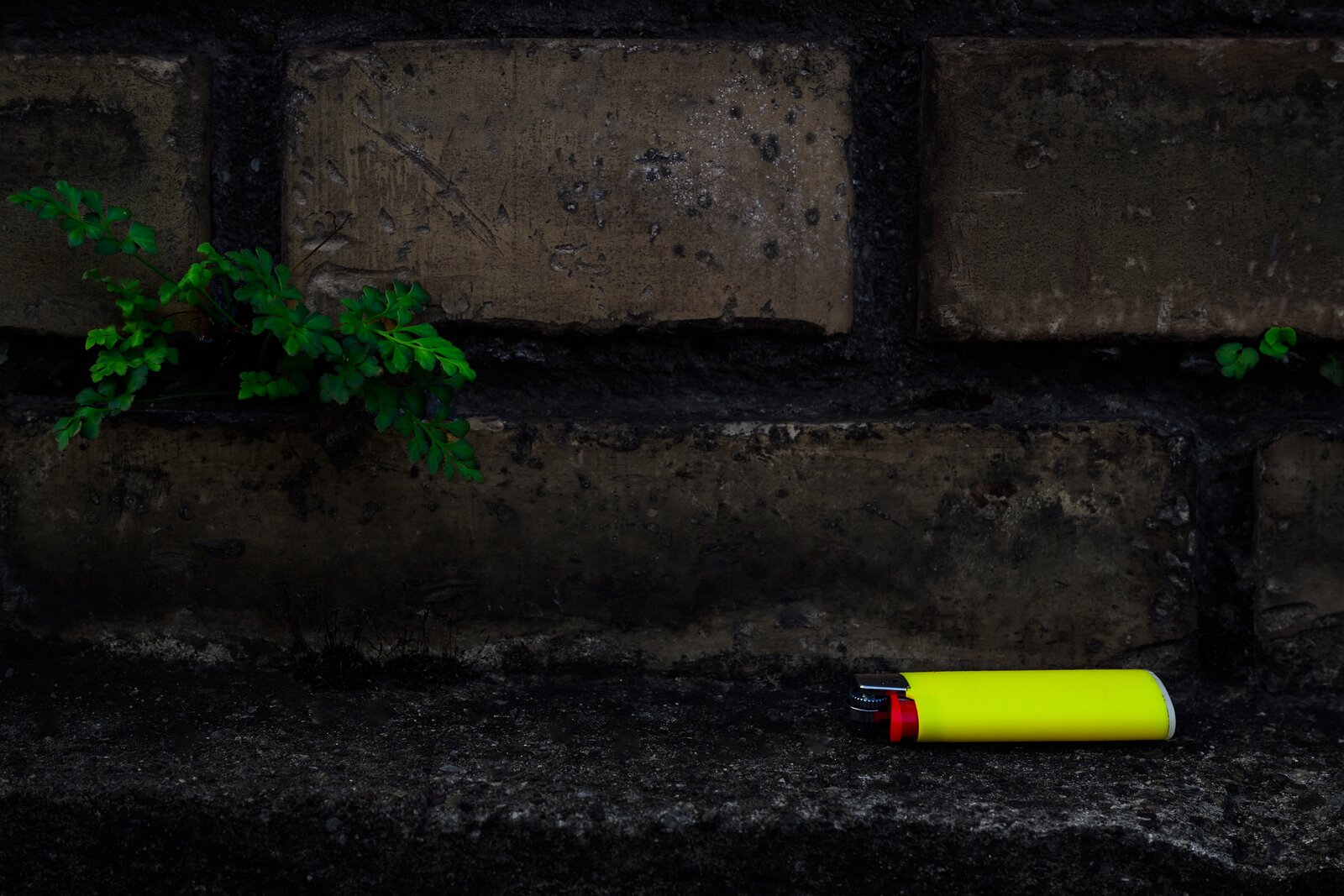 Color Pop Small green plant sprouts from a dark brick wall beside a bright yellow lighter on the ledge.