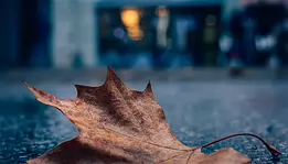Urban Stillness A moody close-up photograph of a fallen autumn leaf on wet city pavement. Shot with shallow depth of field, the image blends warm leaf tones with cool urban...