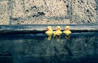 Plastic Harmony Four yellow rubber ducks float in a row near the edge of a stone pool.