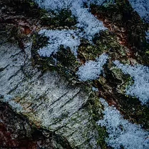 Frozen Grain Close-up macro detail of tree bark with patches of crystalline snow. The image shows intricate textures of rough wood, green moss, and icy formations in soft,...