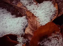Winter’s First Touch The season’s first snowfall settles gently on fallen leaves, tracing their veins and edges with delicate crystals. A quiet transition where autumn exhales its...