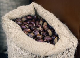 Seasonal Goods A burlap sack is filled to the brim with glossy brown chestnuts.