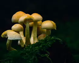 Luminous Cluster Cluster of yellow mushrooms growing on moss in a dark forest.