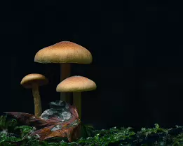 Autumn Kinship Close-up of three small mushrooms growing on moss in soft, directional light, set against a dark blurred background. Their warm amber caps contrast gently with...