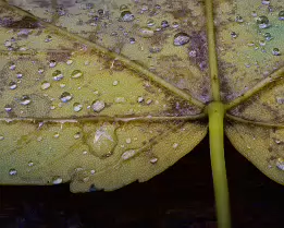 Fading Pulse Close-up macro photograph of the underside of a pale yellow leaf covered with glistening water droplets, revealing its intricate vein structure and fine...