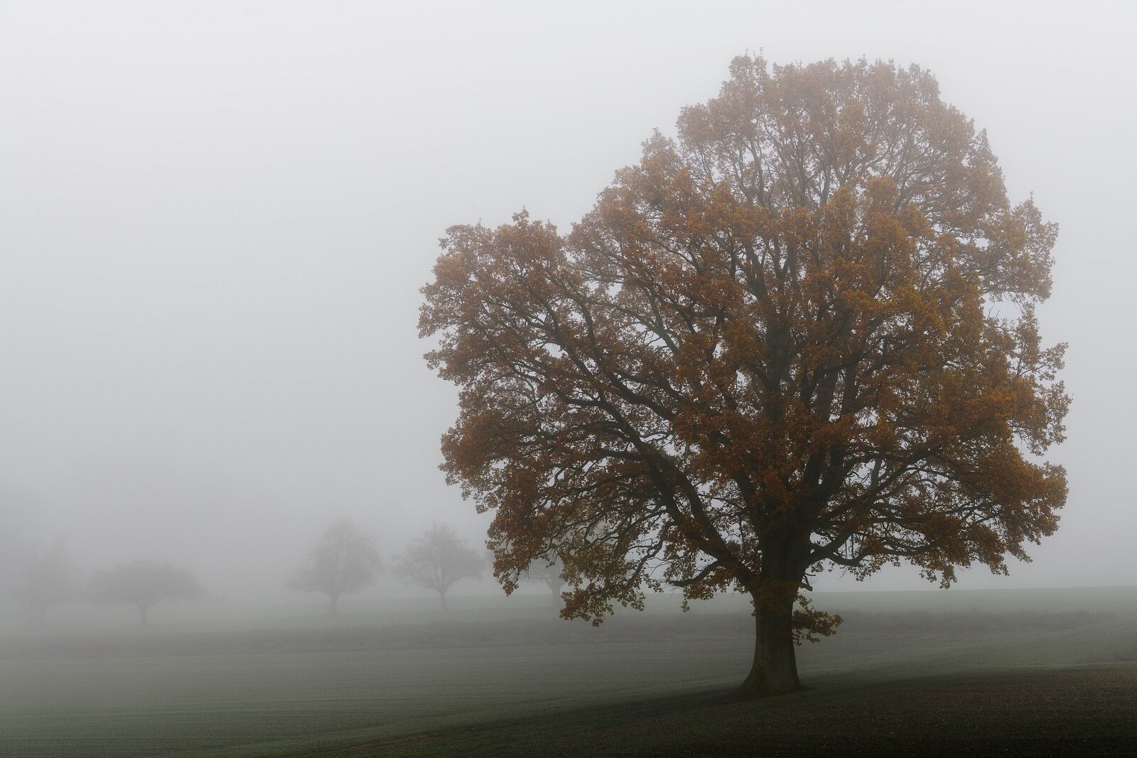 Misty Oak Fog-shrouded oak tree with autumn leaves standing alone in a meadow.