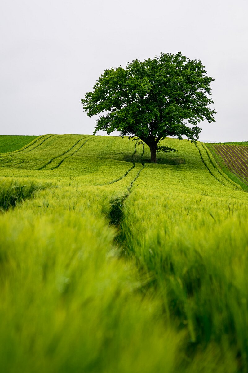Barley Path Single leafy tree atop vivid green barley rows marked by tractor tracks.