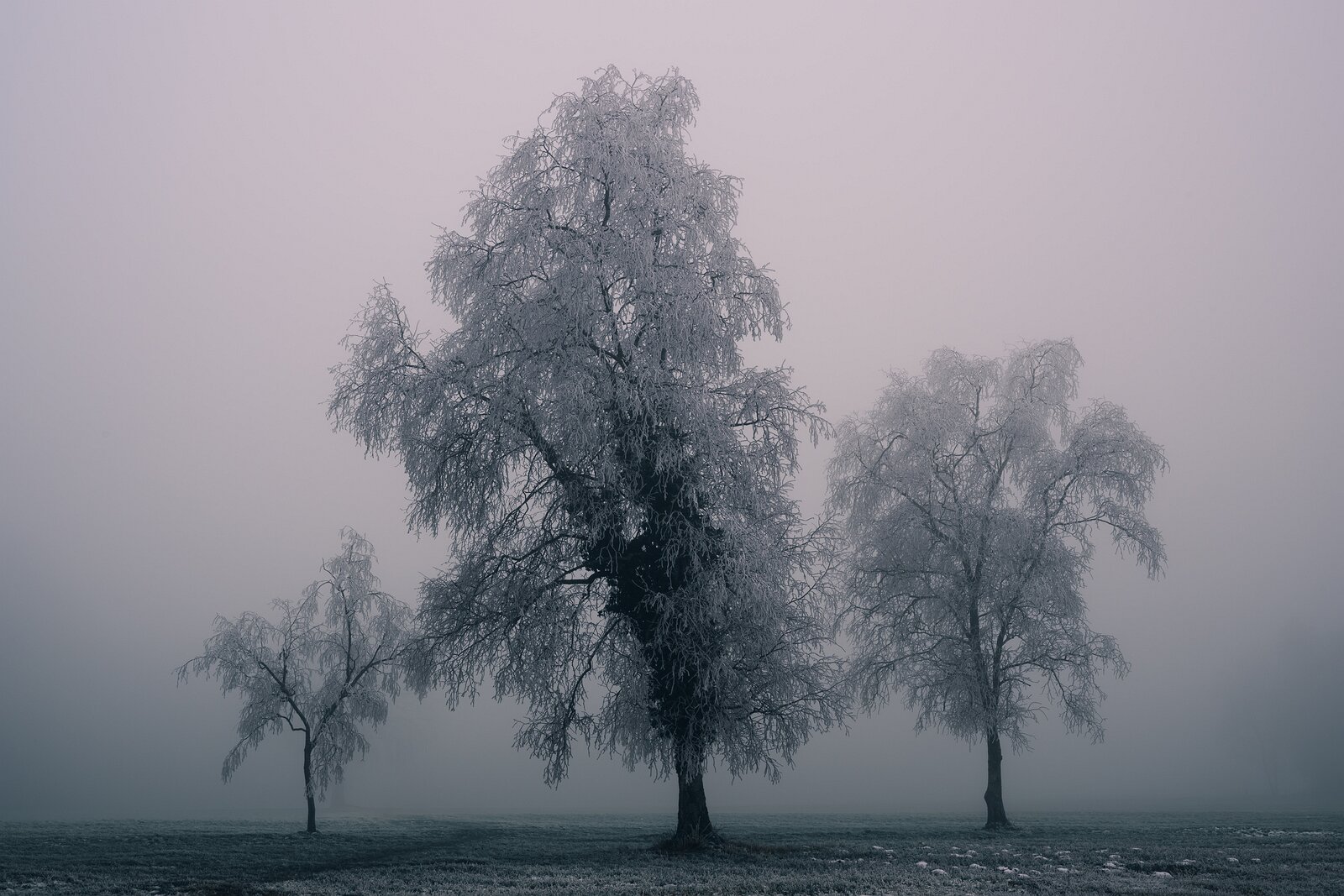 Chill Stand Three hoarfrost-covered trees clustered in a foggy, muted winter field.