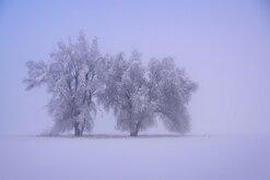_NZ91196e