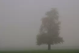 Quiet Pulse Fine art photograph of a solitary tree veiled in autumn fog, balancing serenity with a quiet sense of life. A minimalist landscape expressing calm, endurance,...