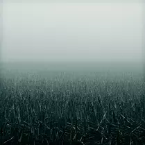 After the Harvest A harvested cornfield stretches into soft morning fog, its cold gray-blue tones conveying quiet sadness and the stillness that follows an ending.