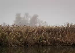 Misty Layers A serene autumn morning captured in gentle fog - reflections of reeds and mist-veiled trees create a peaceful, layered landscape evoking calm and quiet...