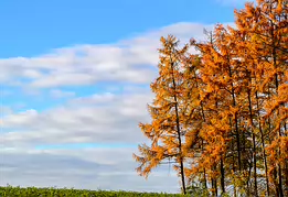 Golden Whisper A serene autumn landscape featuring golden larch trees illuminated by gentle morning light beneath a soft blue sky. This fine art photograph captures the quiet...