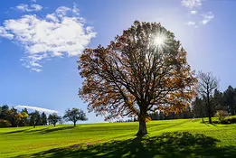 Autumn Radiance A large oak tree bathed in autumn light stands on a gentle green hillside under a bright blue sky. Sun rays filter through the golden leaves, casting long...