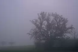Veiled Morning A large tree partially obscured by dense morning fog in a field. Its silhouette fades into cool gray-violet tones, with faint outlines of smaller trees in the...