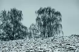 Silent Freeze This atmospheric winter photograph captures a snow-covered field set against the soft silhouettes of distant birch trees. Cool, desaturated tones create a...
