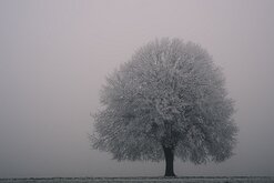_NZ98416