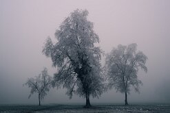 _NZ98418