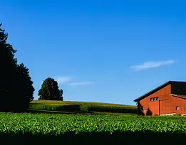 Red Barn Countryside farm scene with a red barn beside green cornfields under a blue sky.