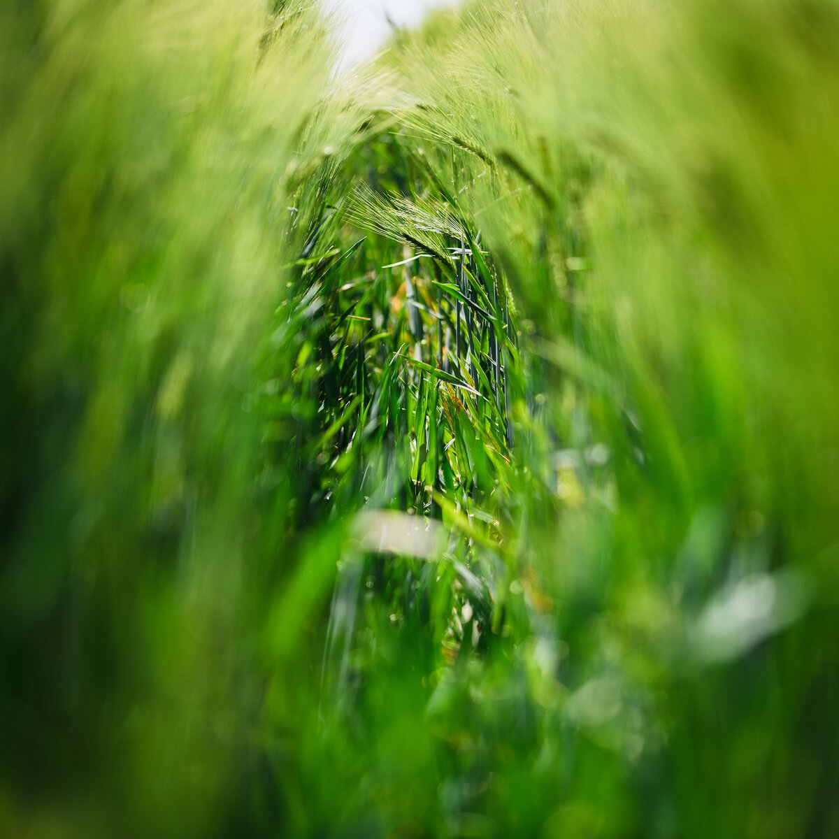 Green Passage Barley stalks curve into a soft tunnel of green and light.
