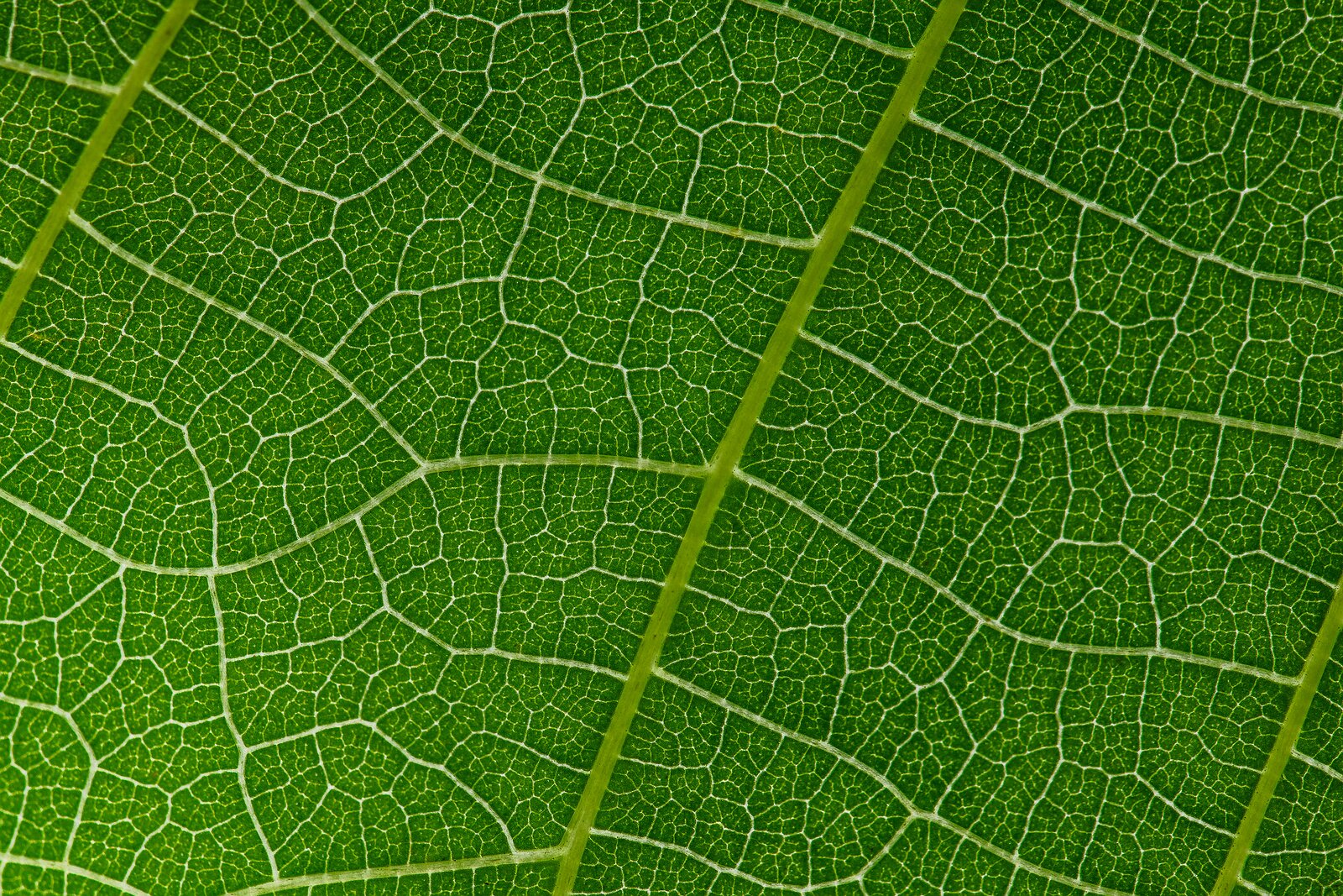 Chlorophyll Grid A macro view shows a network of veins across a bright green leaf.