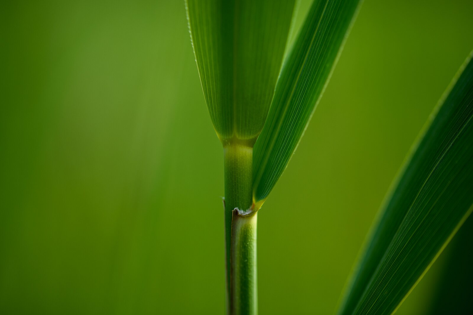 Blade Joint A detailed view of a grass blade shows the node and tiny hairs.
