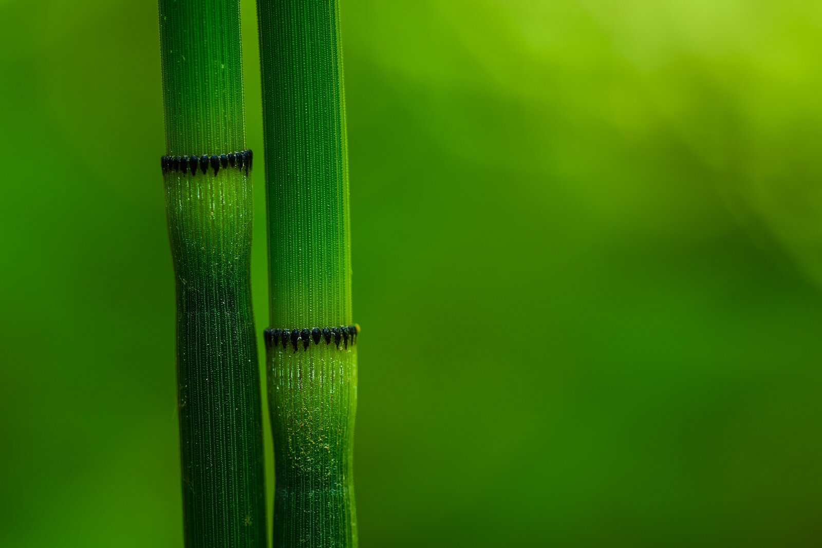 Primal Growth Jointed green horsetail stalks rise vertically with dark segmented rings.