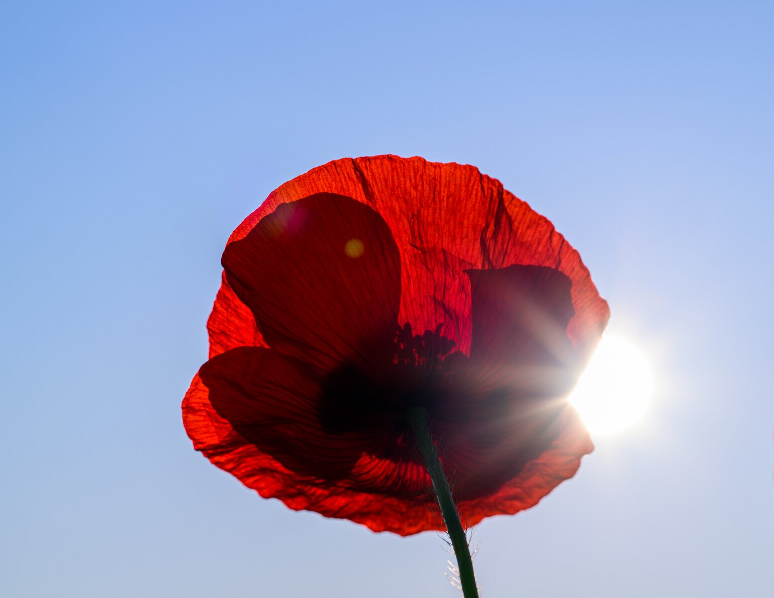 Solar Bloom A red poppy glows from behind, its petals lit by direct sunlight.
