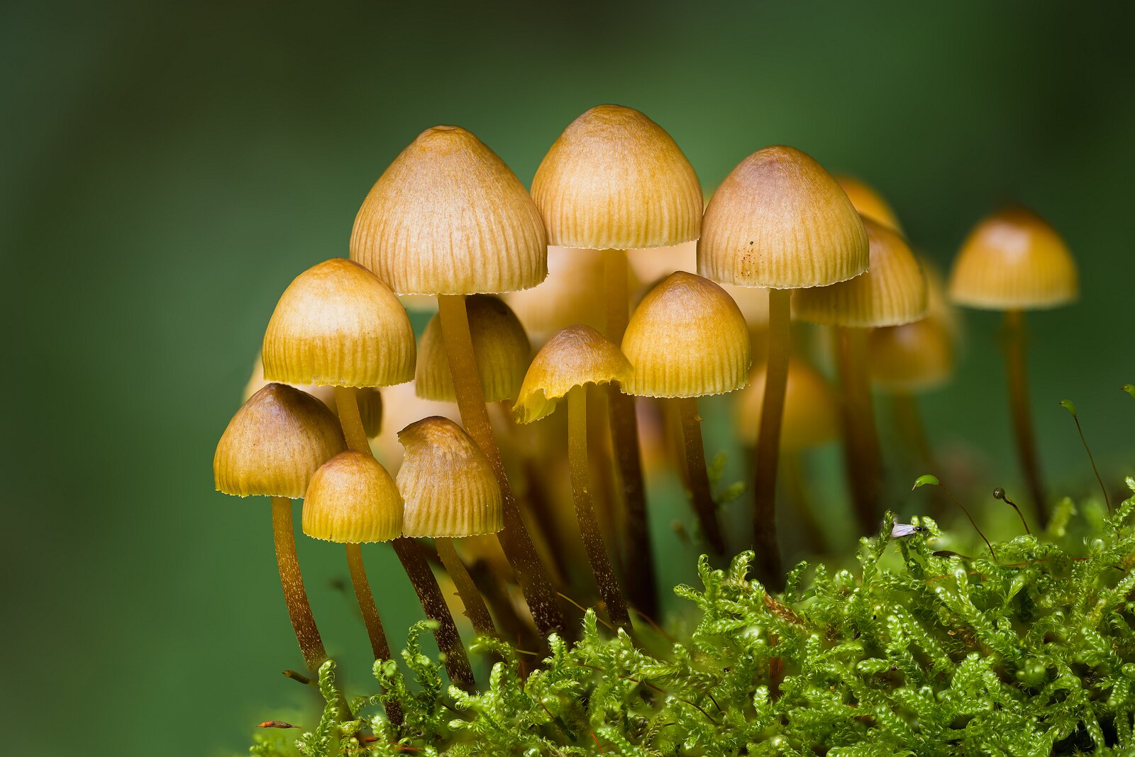 Tiny Kingdom Delicate mushrooms with pale caps grow in a mossy patch of forest floor.