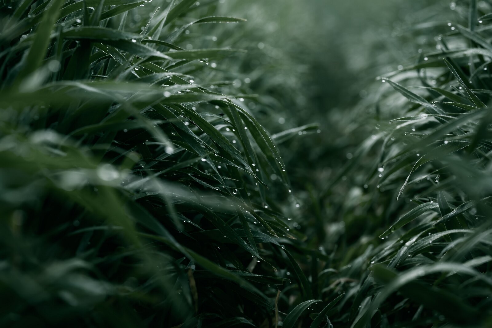 Morning Blades Tall, dewy grass arches over a narrow path in a green field.